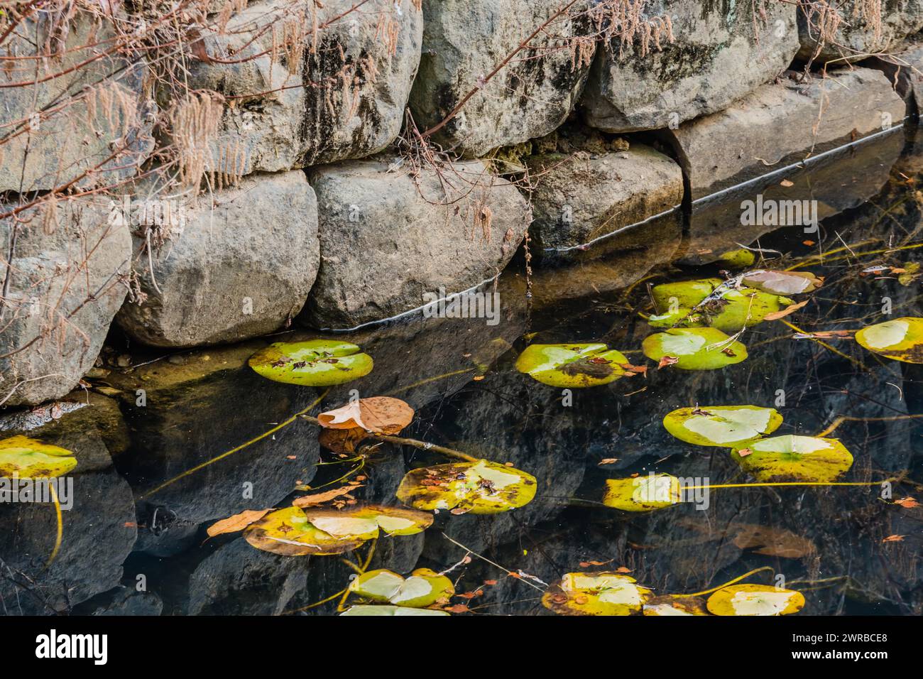 Lilienpads und Herbstblätter bewegen sich in Südkorea in der Nähe einer Steinmauer und spiegeln subtile Texturen auf dem Wasser wider Stockfoto