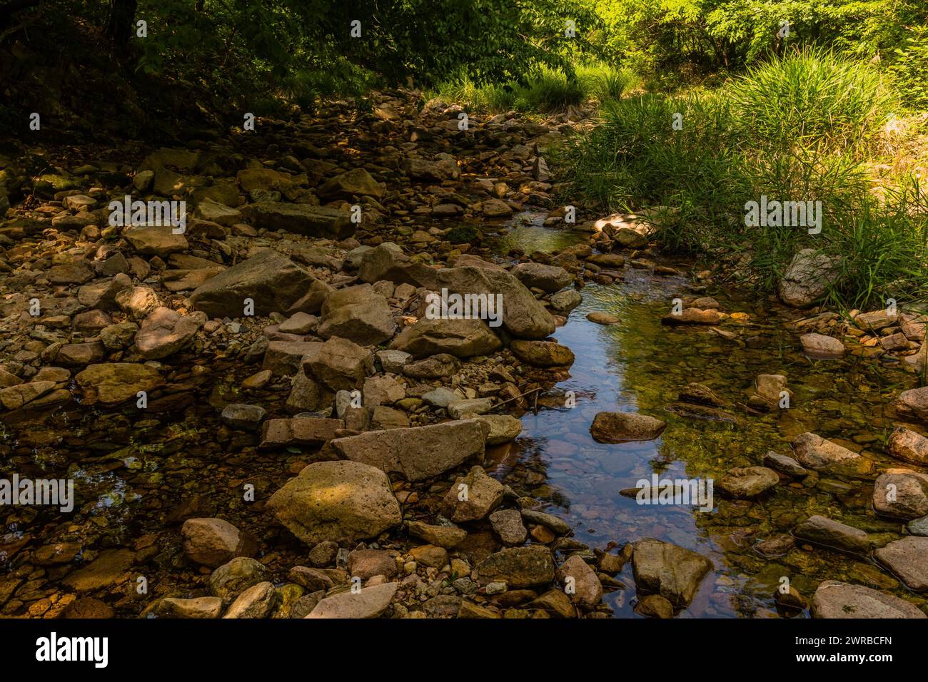 Felsiger Bach, der sanft mit klarem Wasser fließt, umgeben von Schatten und Grünflächen, in Südkorea Stockfoto