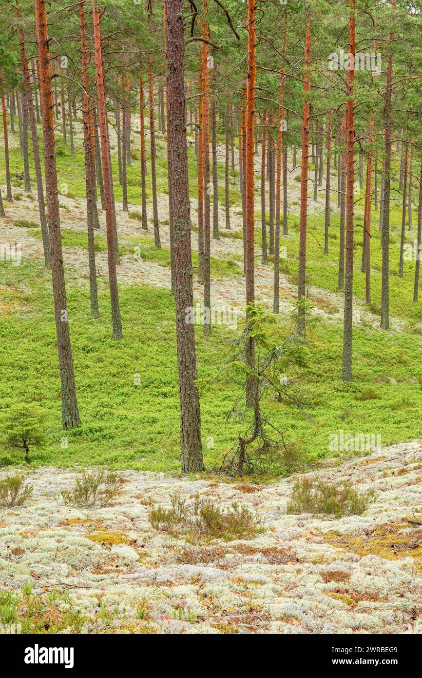 Kiefernwald mit Flechten und Heidelbeerbüschen im Sommer Stockfoto