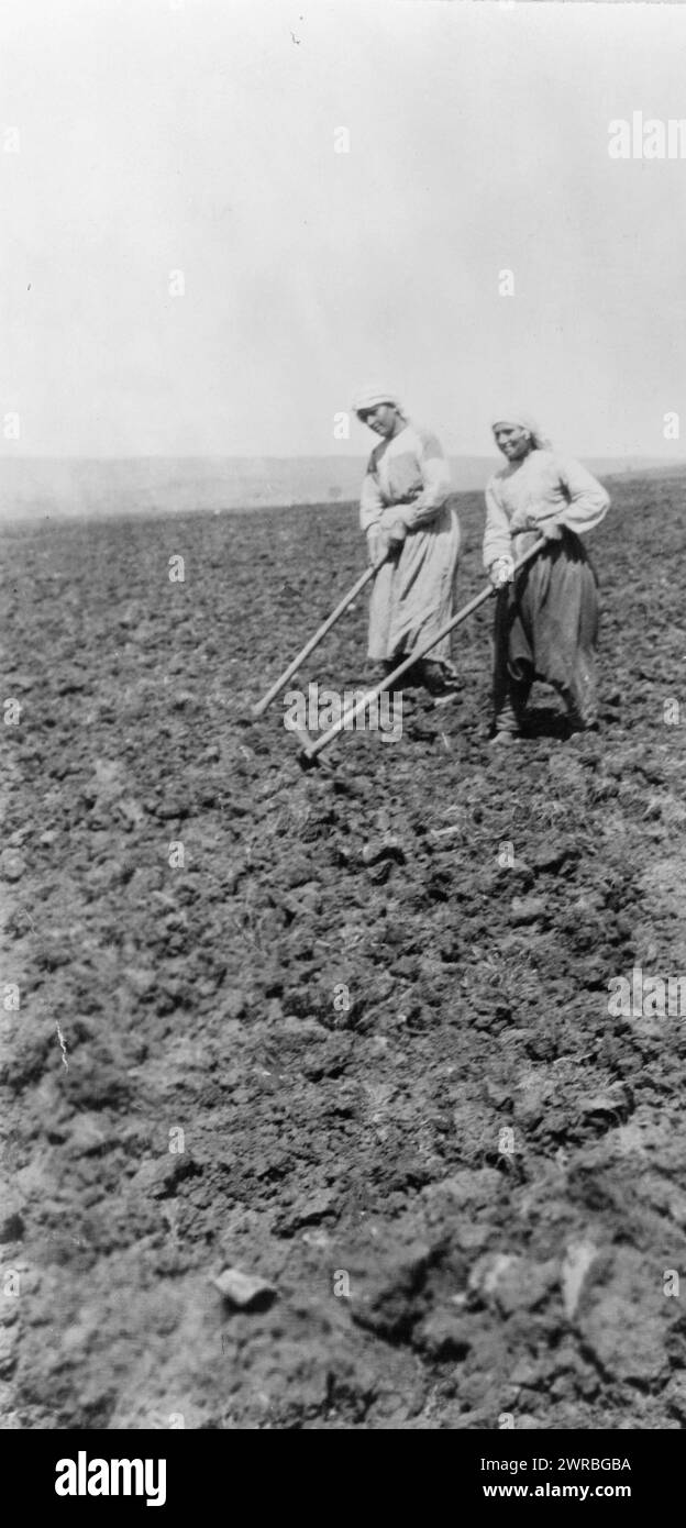 Armenische Flüchtlinge aus Istanbul, unterstützt von der Nahost-Hilfe, Landwirtschaft im Feld, Rodosto, Thrakien, zwischen 1915 und 1923, Naher Osten-Hilfe (Organisation), Türkei, Tekirdağ İli, 1910-1930, Fotodrucke, 1910-1930., Fotodrucke, 1910-1930, 1 Fotodruck Stockfoto