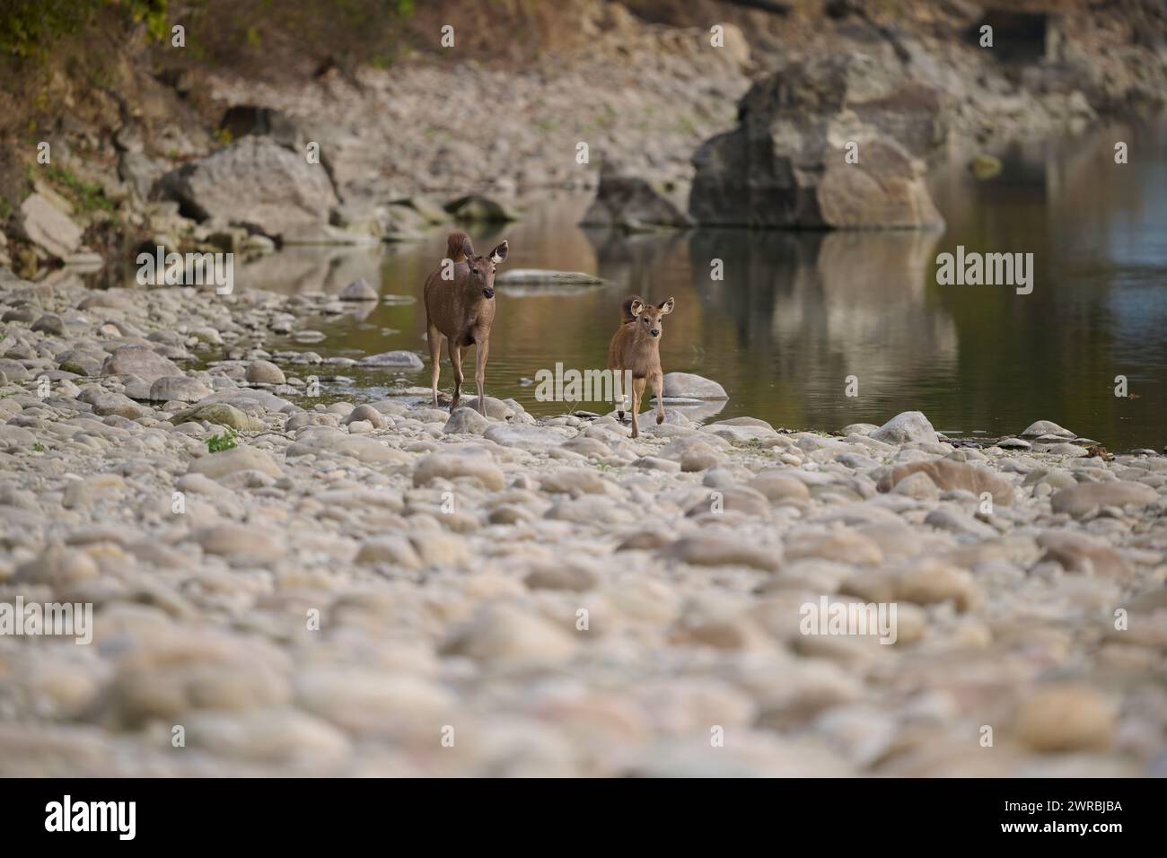 Sambarhirsche Rehe und Rehkitze im Wasser, Corbett National Park, Indien Stockfoto