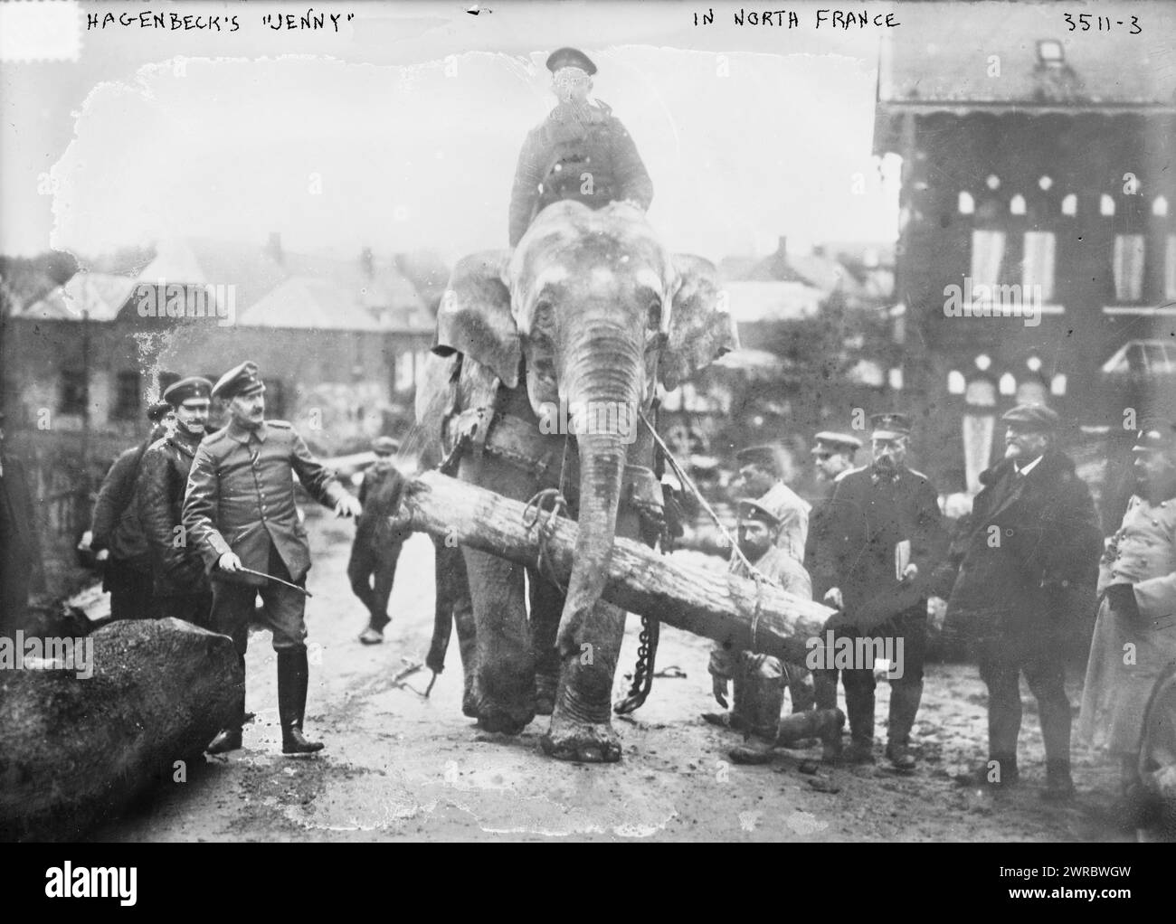 Hagenbecks „Jenny“ in Nordfrankreich, Foto zeigt Elefanten namens „Jenny“, der in Valenciennes, Frankreich, zum Transport von Holz und zum Ziehen von Wagen verwendet wurde. 'Jenny' wahrscheinlich aus dem Tierpark Hagenbeck bei Hamburg., ca. 1914 oder 1915, Glasnegative, 1 negativ: Glas Stockfoto