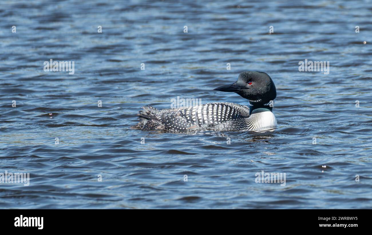 Gemeinsamen Loon schwimmen Stockfoto
