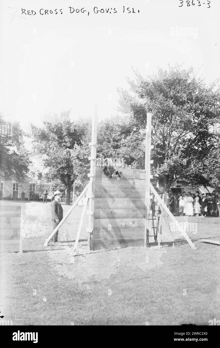 Red Cross Dog, Gov.'s Isl., ein Foto zeigt die Ausstellung von ausgebildetem Red Cross Dog auf einer Gartenparty auf Governor's Island, New York, am 26. Mai 1916, 1916. Glasnegative, 1 negativ: Glas Stockfoto