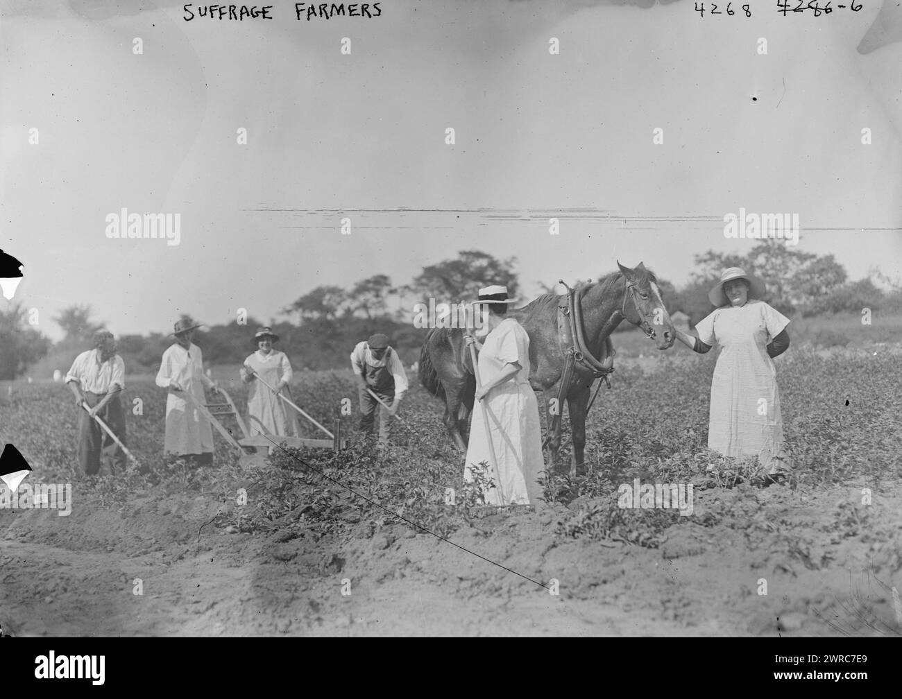 Wahlrecht Farmers, 1917, Glas-negative, 1 negativ: Glas Stockfoto