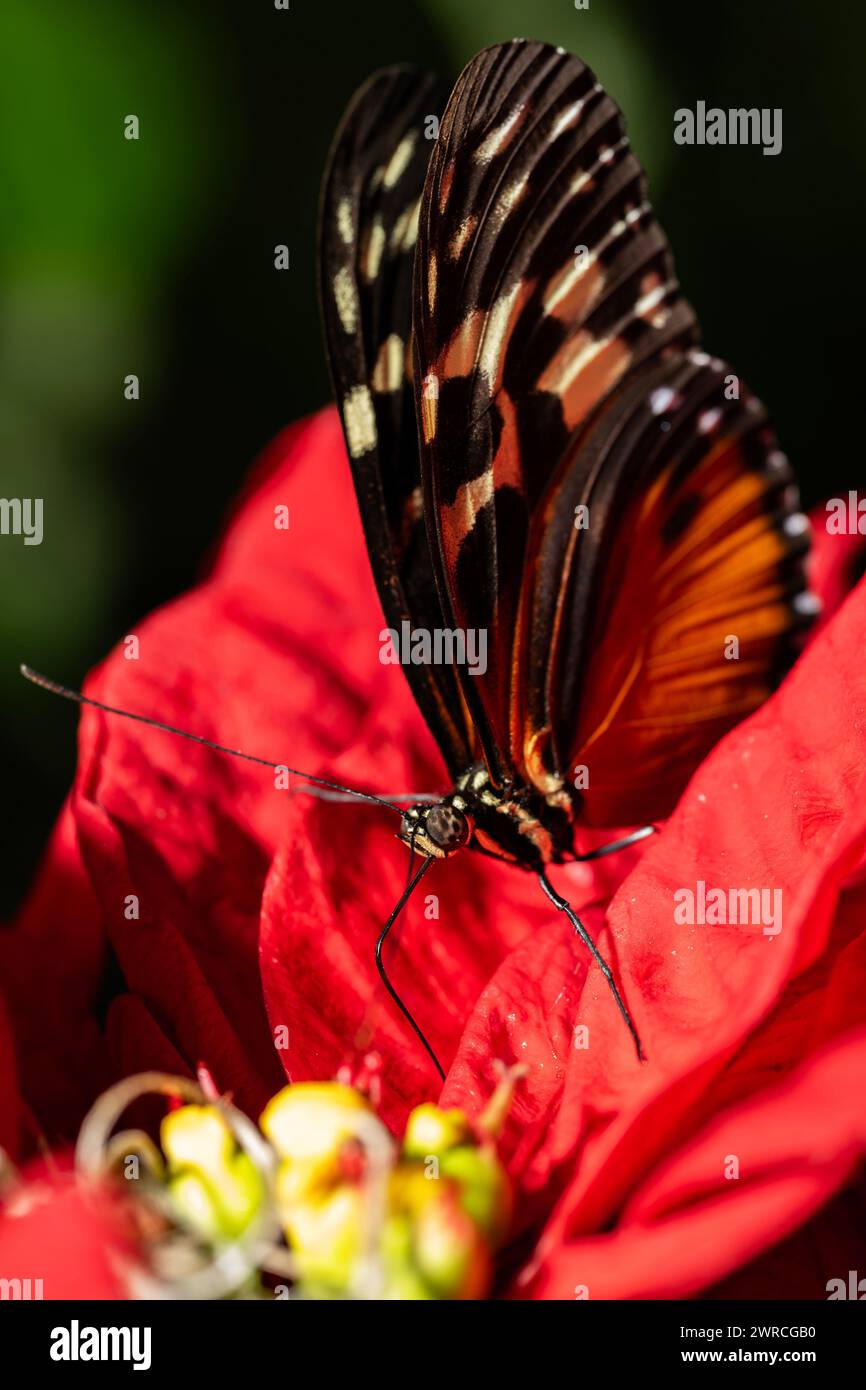 Tiger Longwing Schmetterling, Heliconius Aigeus Stockfoto