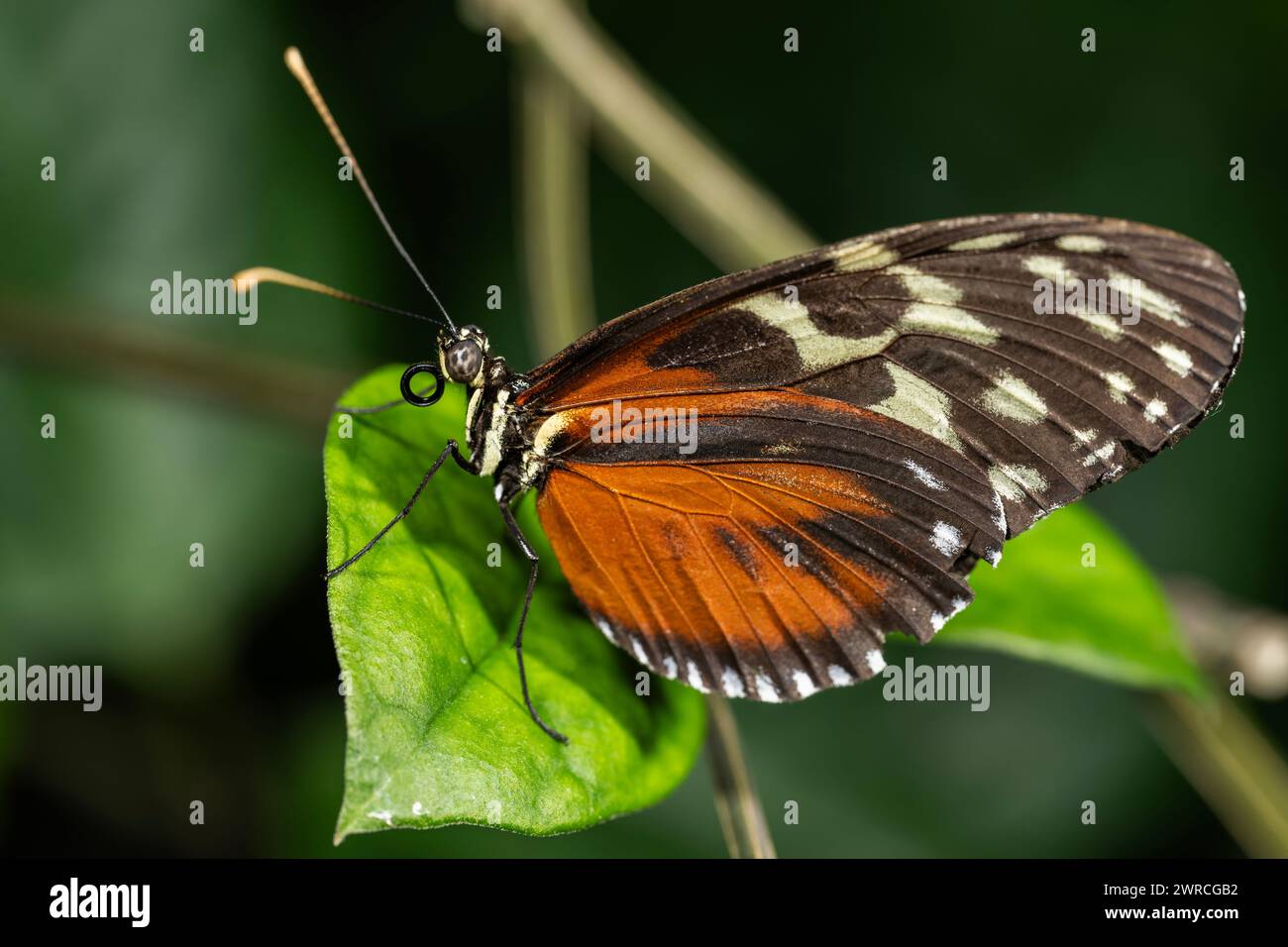 Tiger Longwing Schmetterling, Heliconius Aigeus Stockfoto