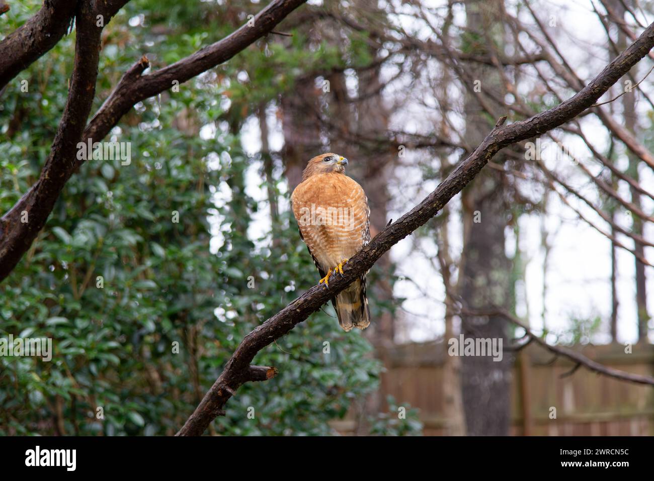 Ein erwachsener, rotschultriger Falke (Buteo lineatus), der nach rechts blickt, während er auf einem Baumzweig in einem Vorstadthinterhof sitzt. Stockfoto