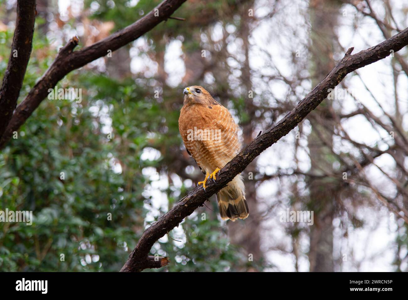 Ein erwachsener Rotschulter Hawk (Buteo lineatus), der auf einem Baumzweig in einem Vorstadthinterhof sitzt. Stockfoto