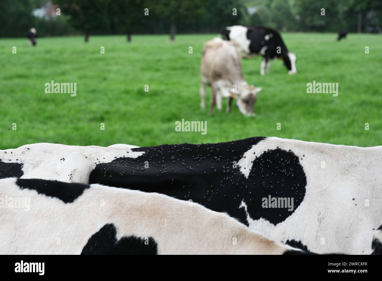 Brachycera auf dem Rücken einer Kuh Stockfoto