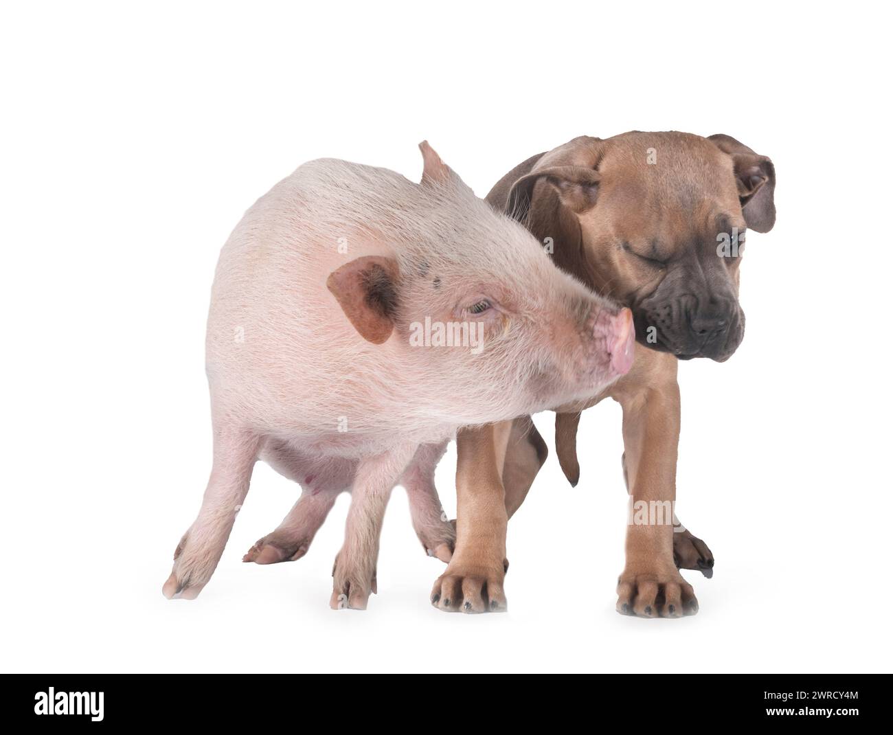 Hündchen italienischer Mastiff und Schwein vor weißem Hintergrund Stockfoto