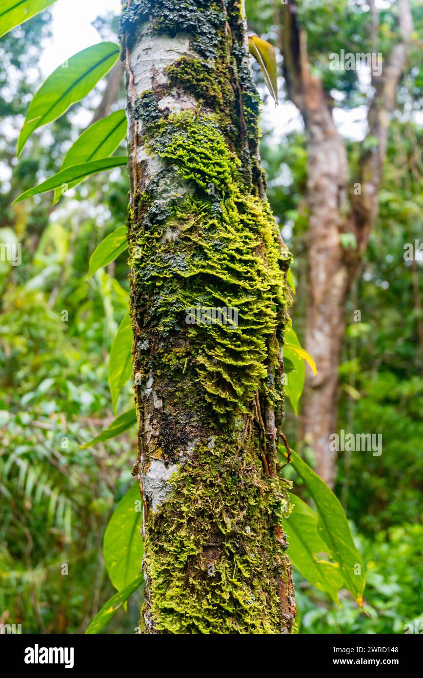 Ein moosbedeckter Baum in der üppigen tropischen Umgebung von Cape Tribulation und dem Daintree National Park in North Queensland, Australien Stockfoto