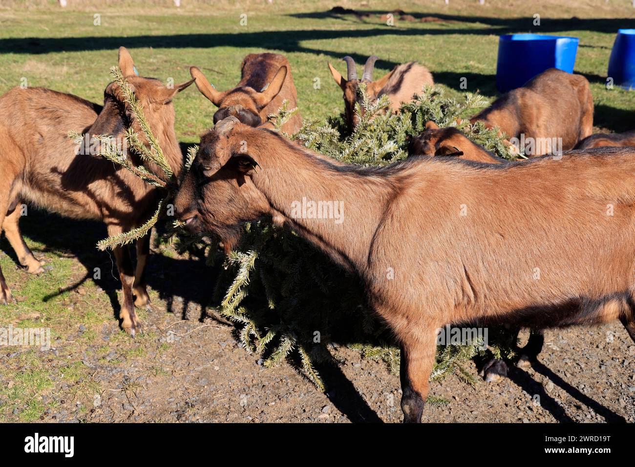 Ökologisches Recycling des Weihnachtsbaums durch Fütterung an Ziegen. Tannen liefern Vitamine, Spurenelemente und Wurmstoffe, die von Vorteil sind Stockfoto