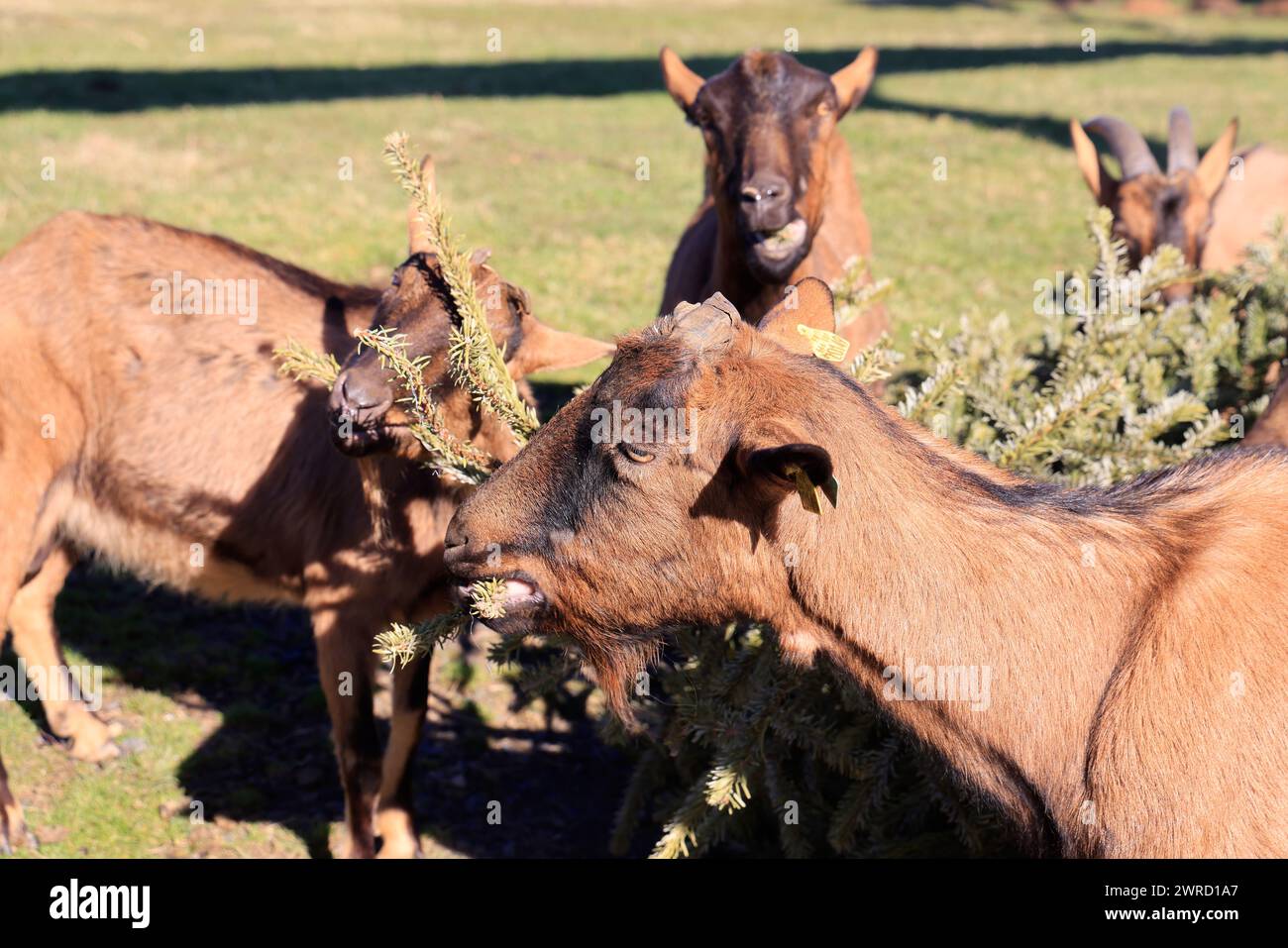 Ökologisches Recycling des Weihnachtsbaums durch Fütterung an Ziegen. Tannen liefern Vitamine, Spurenelemente und Wurmstoffe, die von Vorteil sind Stockfoto