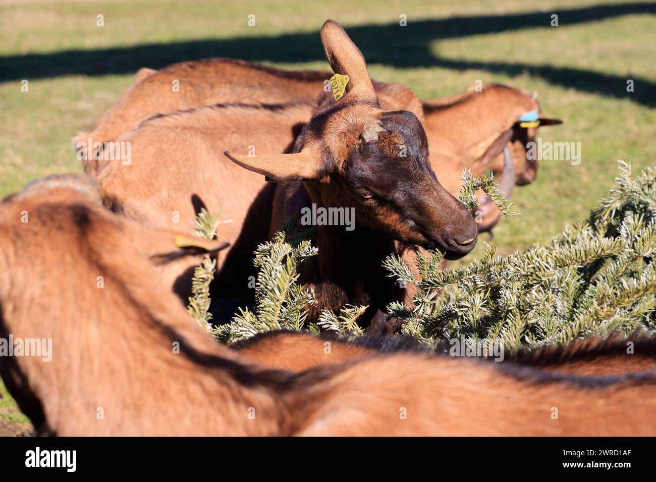 Ökologisches Recycling des Weihnachtsbaums durch Fütterung an Ziegen. Tannen liefern Vitamine, Spurenelemente und Wurmstoffe, die von Vorteil sind Stockfoto