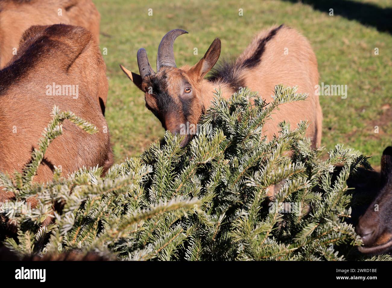 Ökologisches Recycling des Weihnachtsbaums durch Fütterung an Ziegen. Tannen liefern Vitamine, Spurenelemente und Wurmstoffe, die von Vorteil sind Stockfoto
