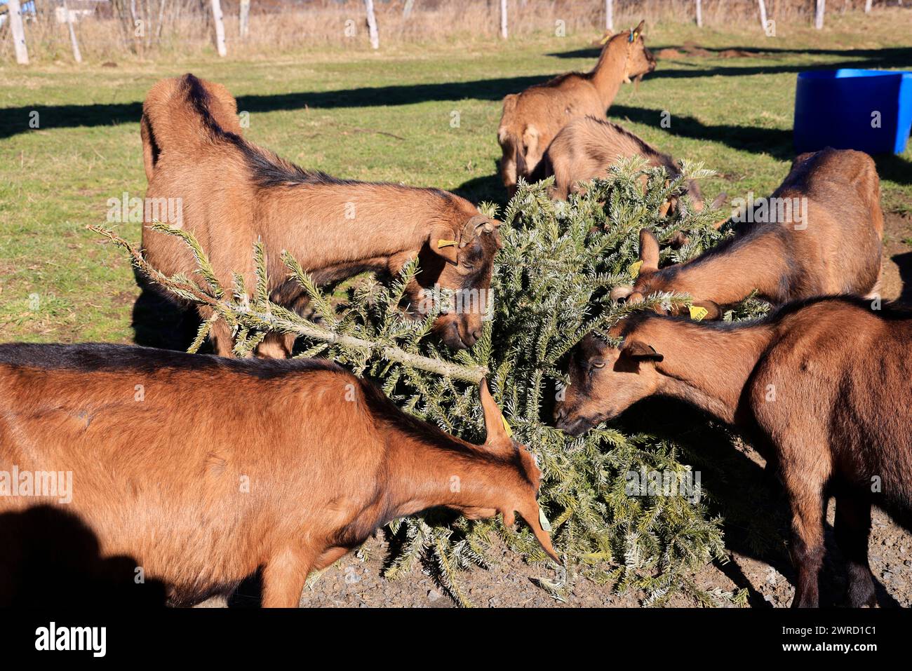Ökologisches Recycling des Weihnachtsbaums durch Fütterung an Ziegen. Tannen liefern Vitamine, Spurenelemente und Wurmstoffe, die von Vorteil sind Stockfoto