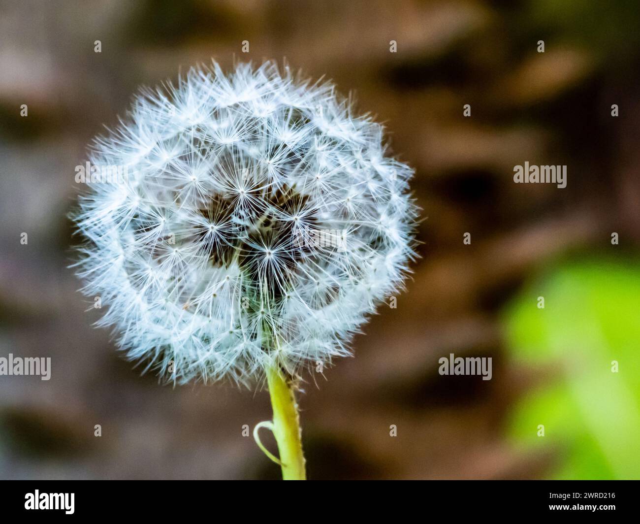 Eine Nahaufnahme feiner weißer Samen am Ende eines Pflanzenstammes Stockfoto