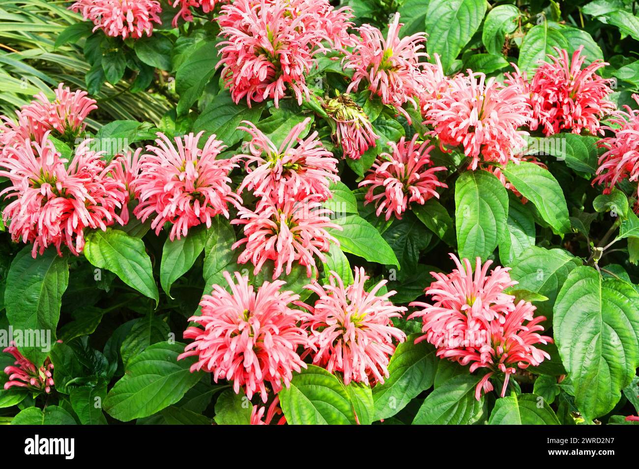 Jacobinia carnea Blume als sehr schöner natürlicher Hintergrund Stockfoto