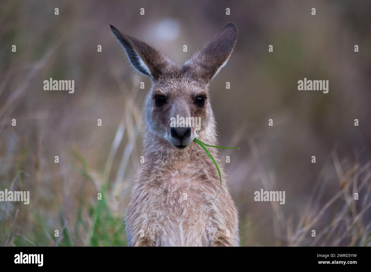 Östliche graue Känguru Stockfoto