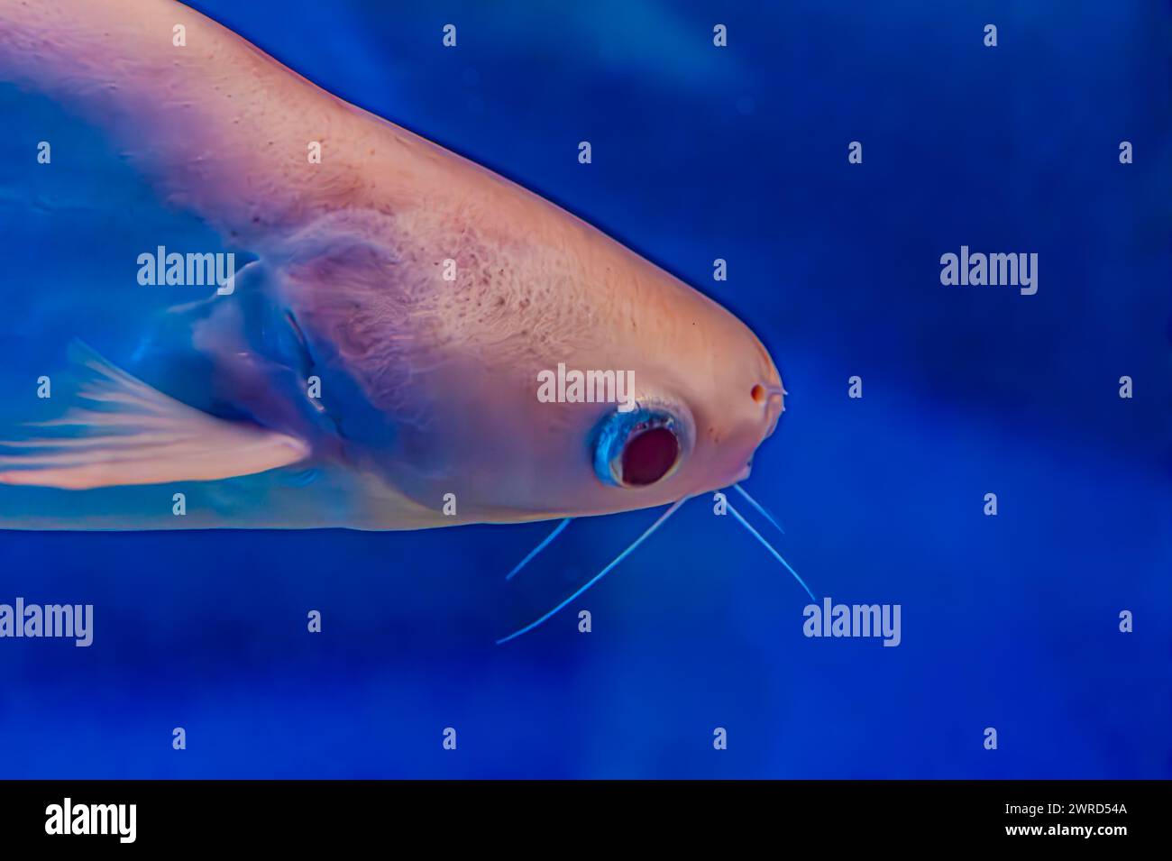 Nahaufnahme eines silbernen arowana-Fisches. Der Fisch hat einen langen, schlanken Körper mit großen Schuppen und einer glänzenden silbernen Farbe. Asiatische Gold-arowana-Fische sehen sich nahe Stockfoto