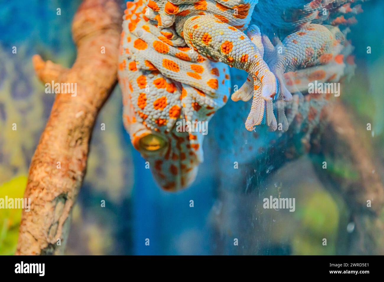gecko hängt kopfüber an einem Draht. Geckos verfügen über spezielle Zehenpolster, mit denen sie klettern können und sich an glatten Oberflächen haften lassen, einschließlich hängend Stockfoto