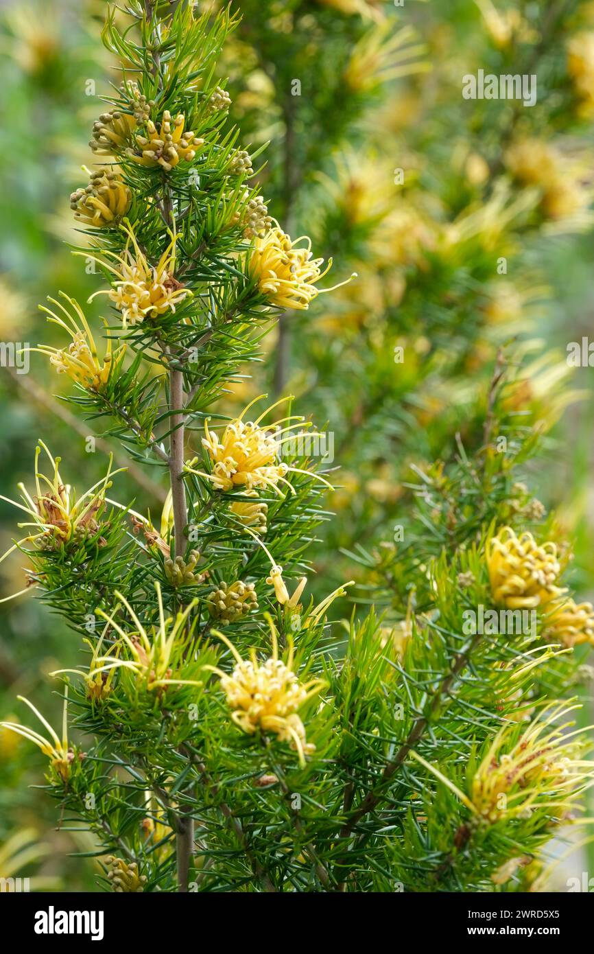 Grevillea juniperina sulphurea, schwefelgelbe Spinnenblume, blassgelbe Blüten im Frühjahr Stockfoto