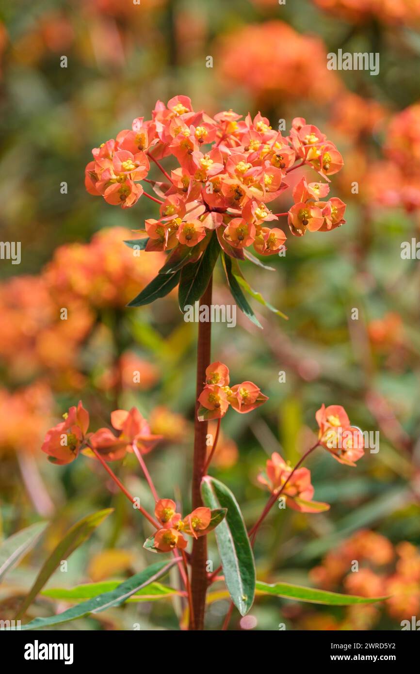 Euphorbia griffithii Fireglow, Spurge Fireglow, schmale, rot gefärbte Blätter, orange-rote Blüten Stockfoto