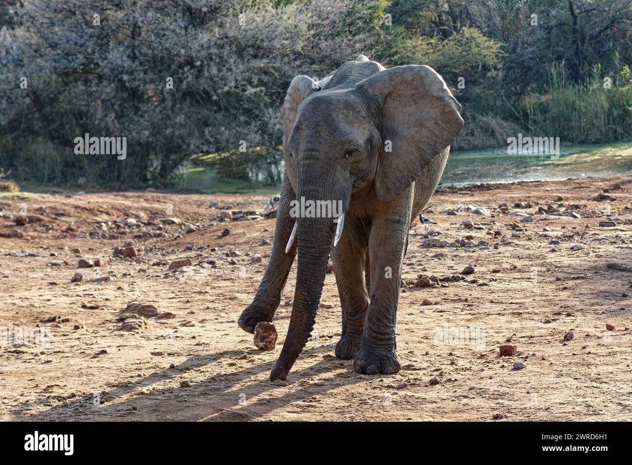 Männlicher Elefant, der Fußball spielt Stockfoto