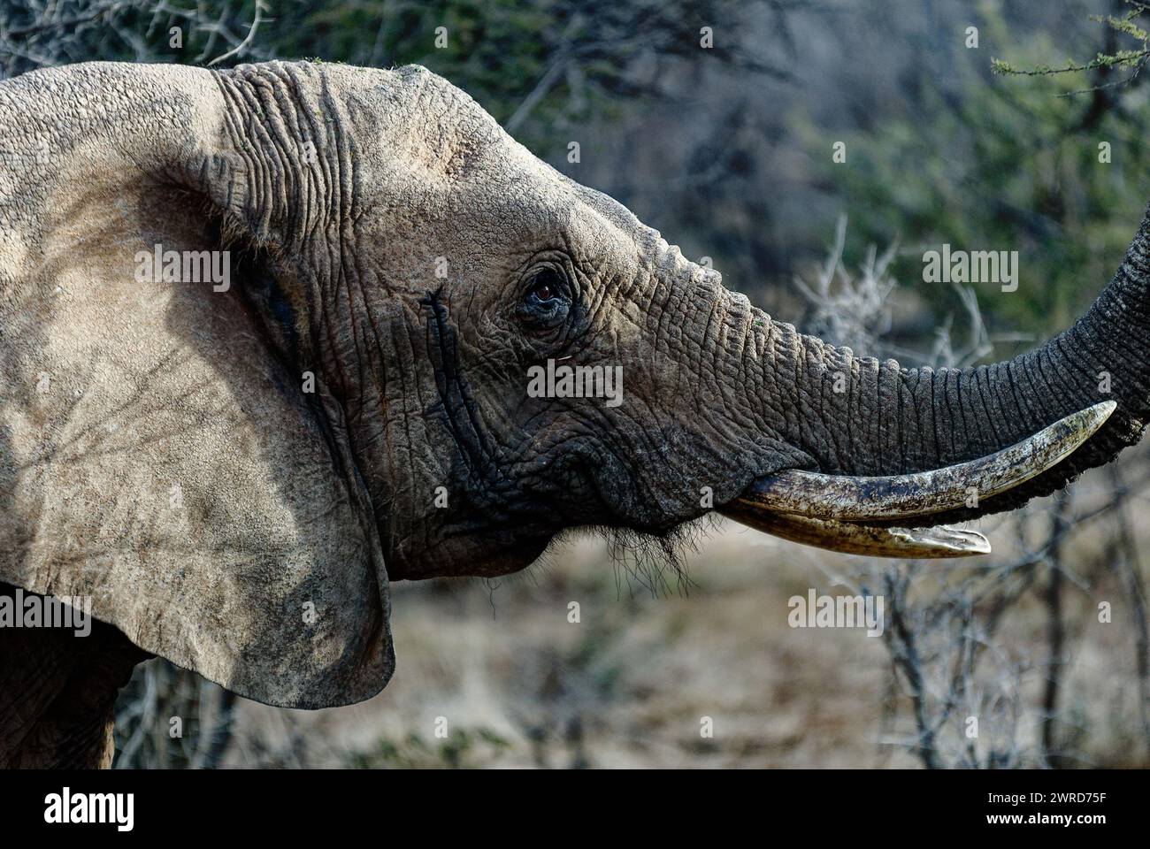 Elefant - Nahaufnahme eines älteren Elefanten. - Auge, Stoßzahn, Haut sehr detailliert. Stockfoto