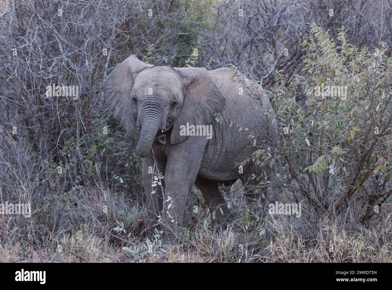 Elefanten im Spiel - junger grauer Elefant, eingerahmt von trockenem Busch. Zugewandter Betrachter mit Rücken gekräuseltem Rumpf. Stockfoto