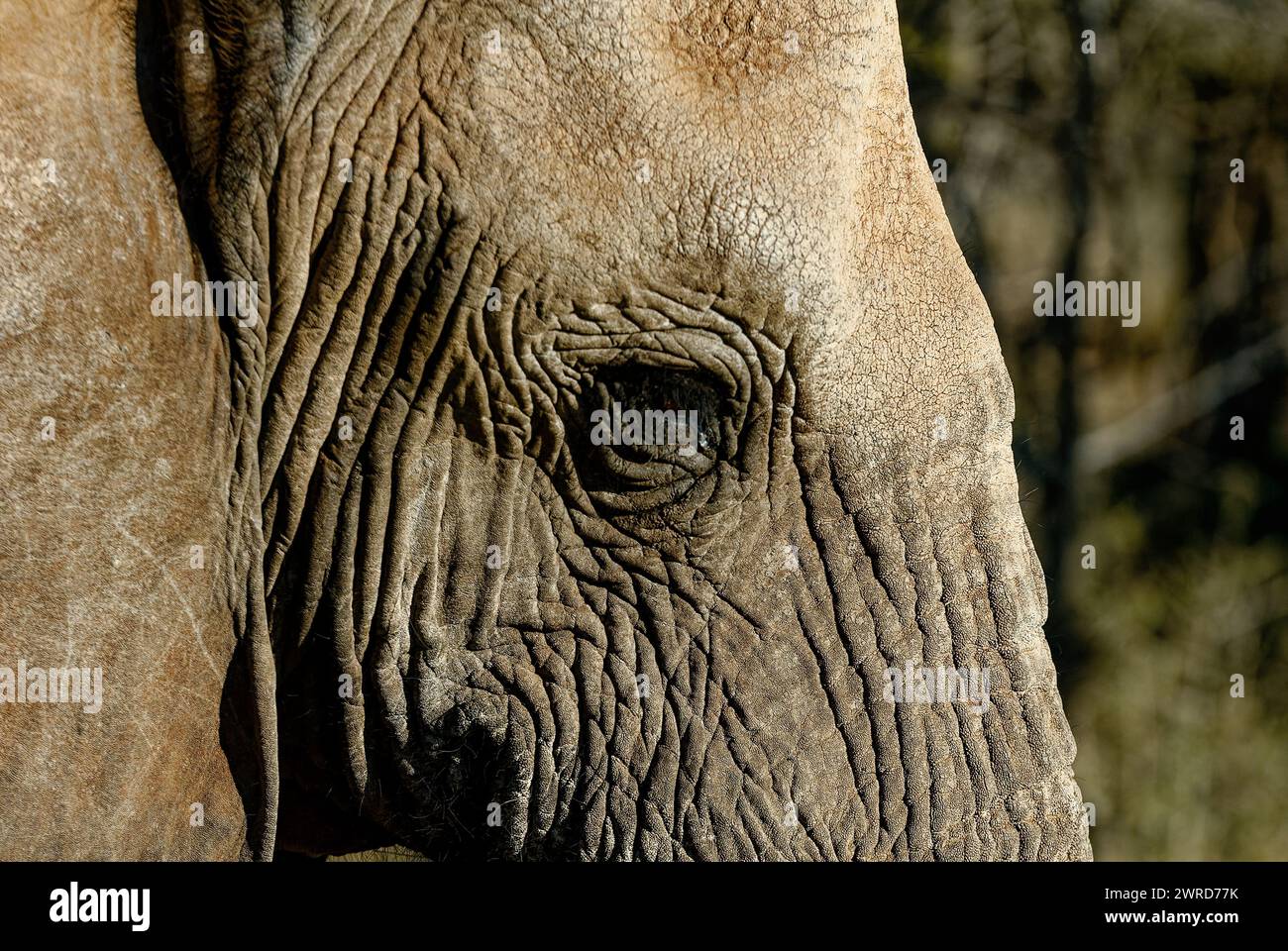 Elefant - Nahaufnahme eines Elefantenauges, umgeben von Falten. Stockfoto