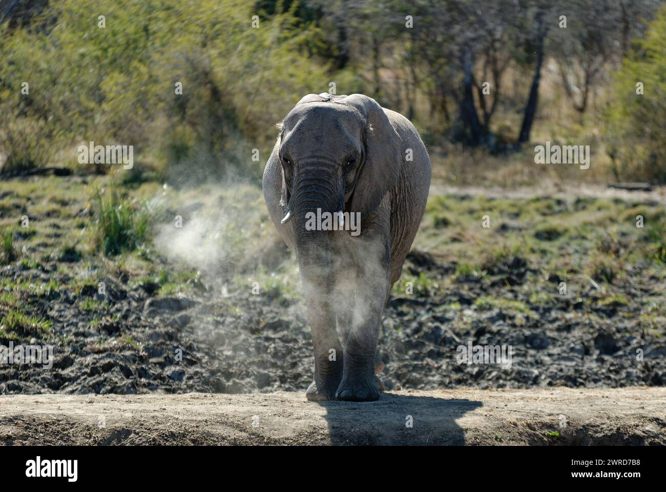 Wütender einsamer Elefant, der Staub aufbläht, sieht aus wie Rauch. Stockfoto