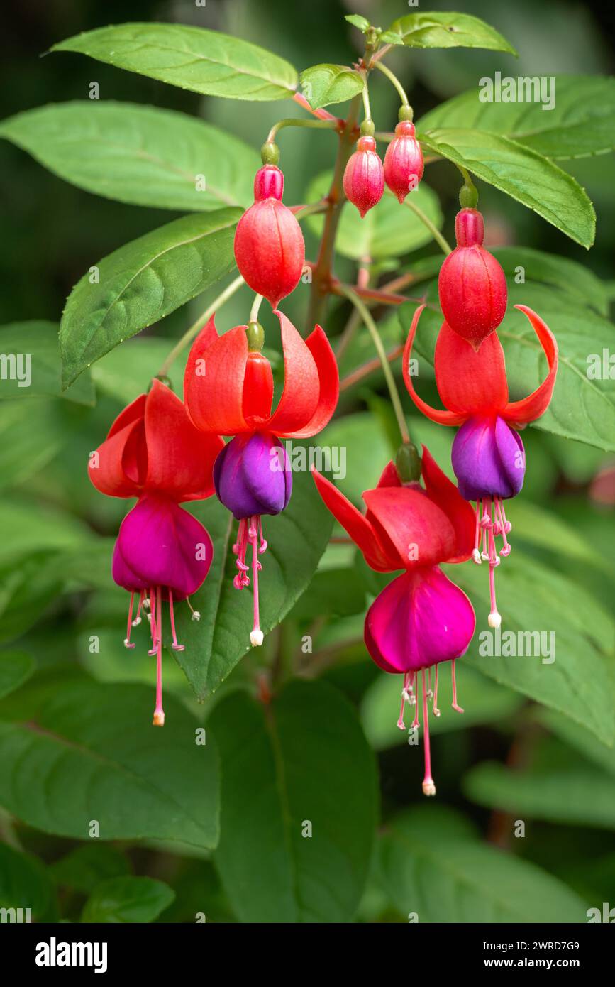 Frischer lila und rot hängender Fuchsia-Blüten hellgrüner Busch Stockfoto