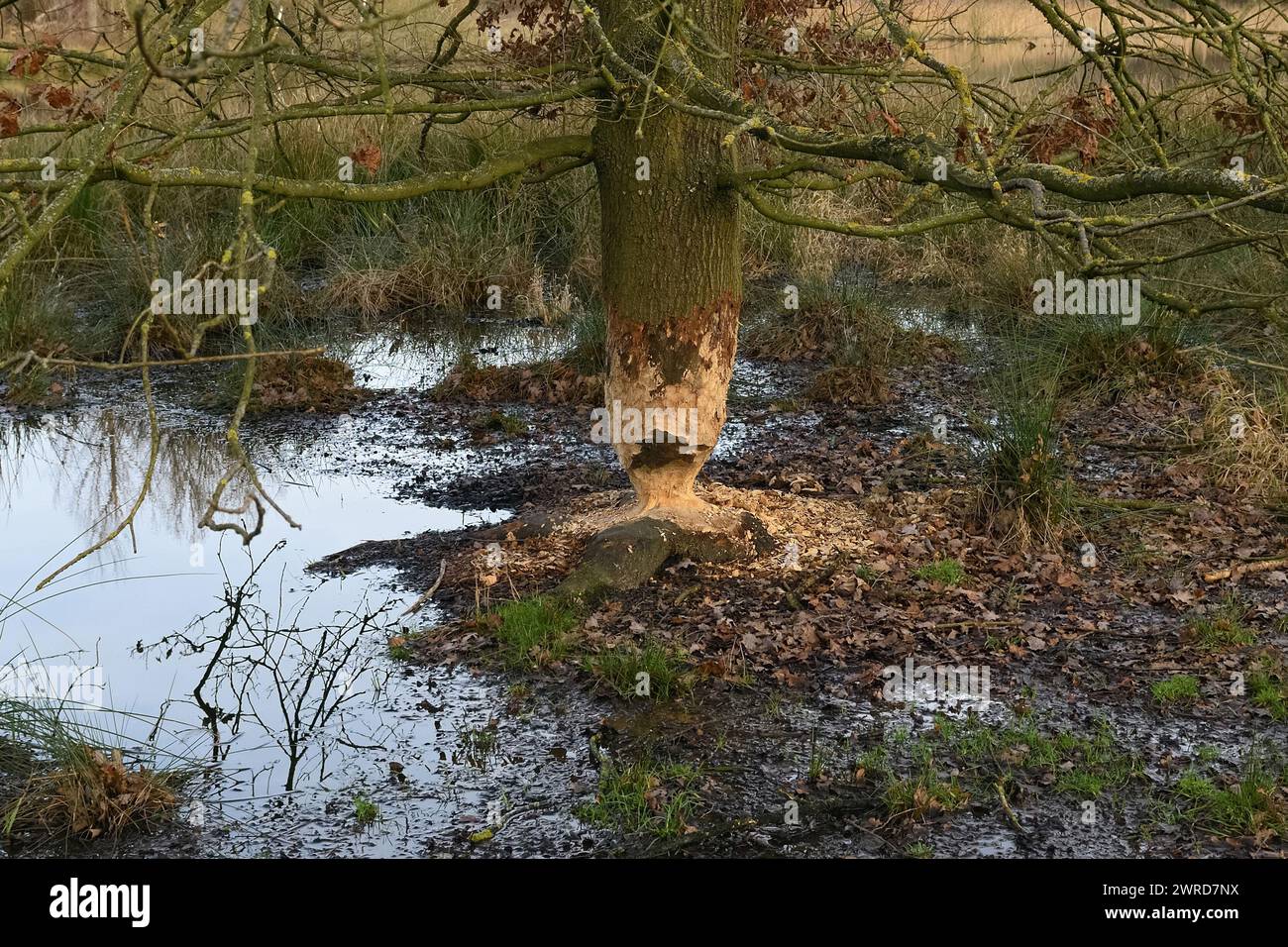 Madenspuren... Biber ( Castor Fiber ), von Biber genagter Baum ( Eiche ), Tierspuren, Tierwelt, Natur in Europa. Stockfoto