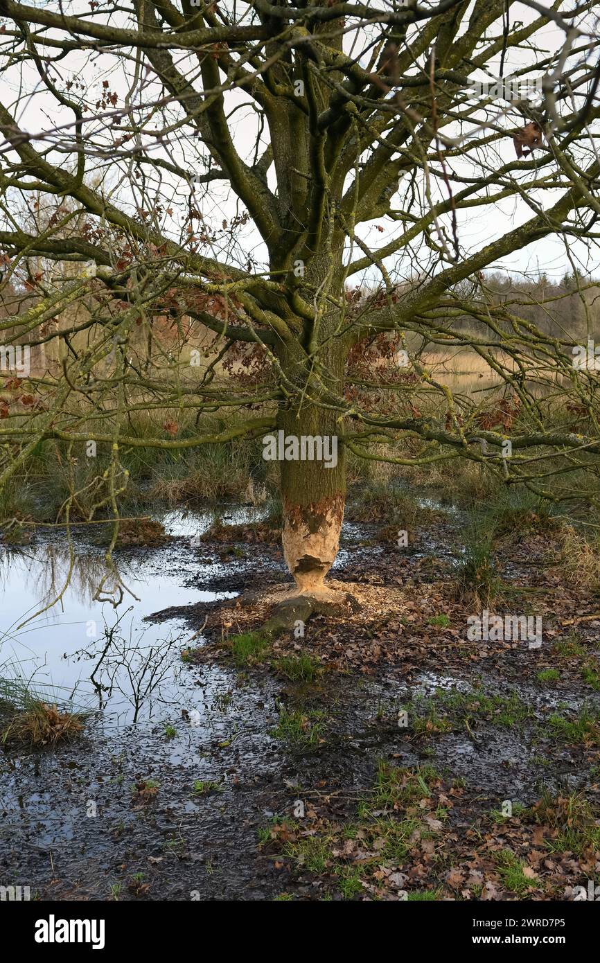 Madenspuren... Biber ( Castor Fiber ), von Biber genagter Baum ( Eiche ), Tierspuren, Tierwelt, Natur in Europa. Stockfoto