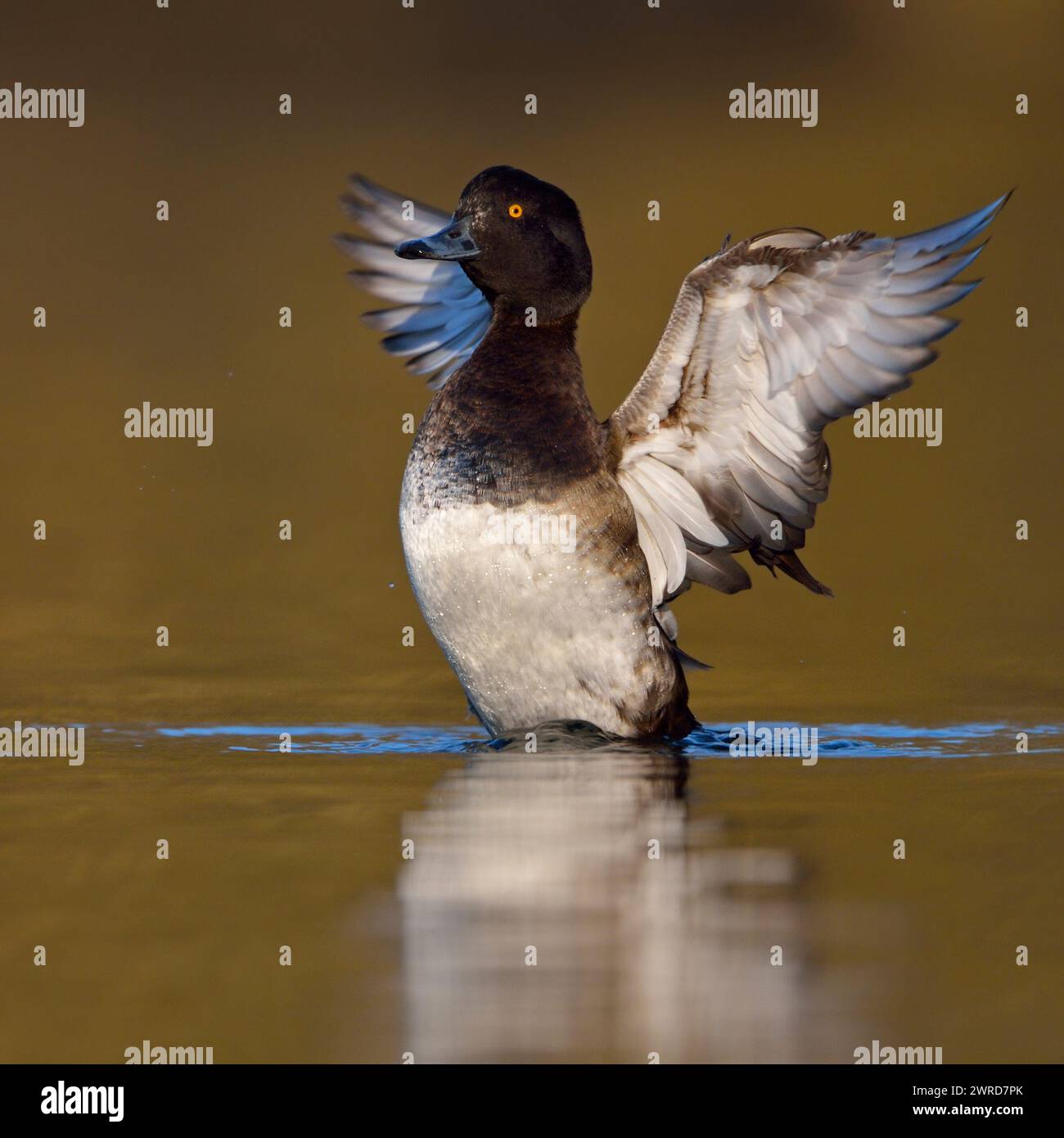 Tufted Ente ( Aythya fuligula ) mit Flügeln flattert, Flügel weit offen wie ein Engel, Wildtiere, Europa. Stockfoto