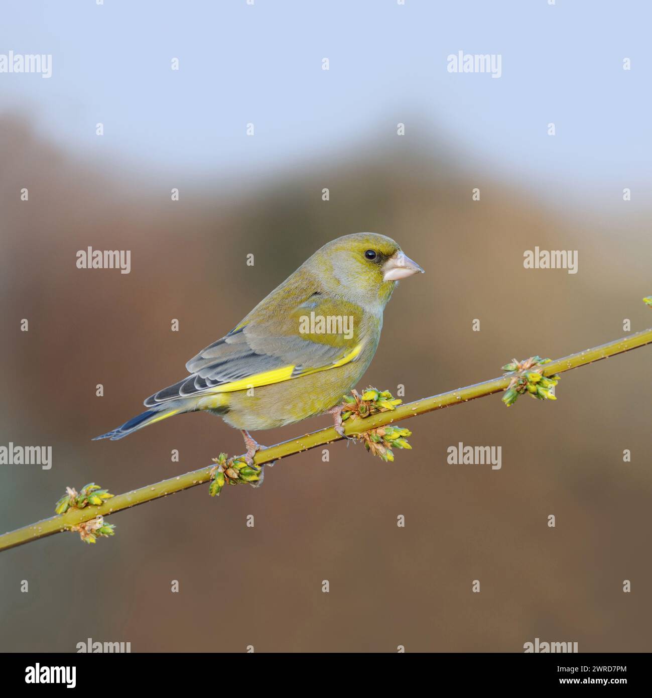 Typischer Gartenvogel... Grünfink ( Carduelis chloris ) auf einem Forsythienzweig im Frühjahr, einheimischer singvogel, Bewohner, schöner Männchen im Zuchtkleid, Stockfoto
