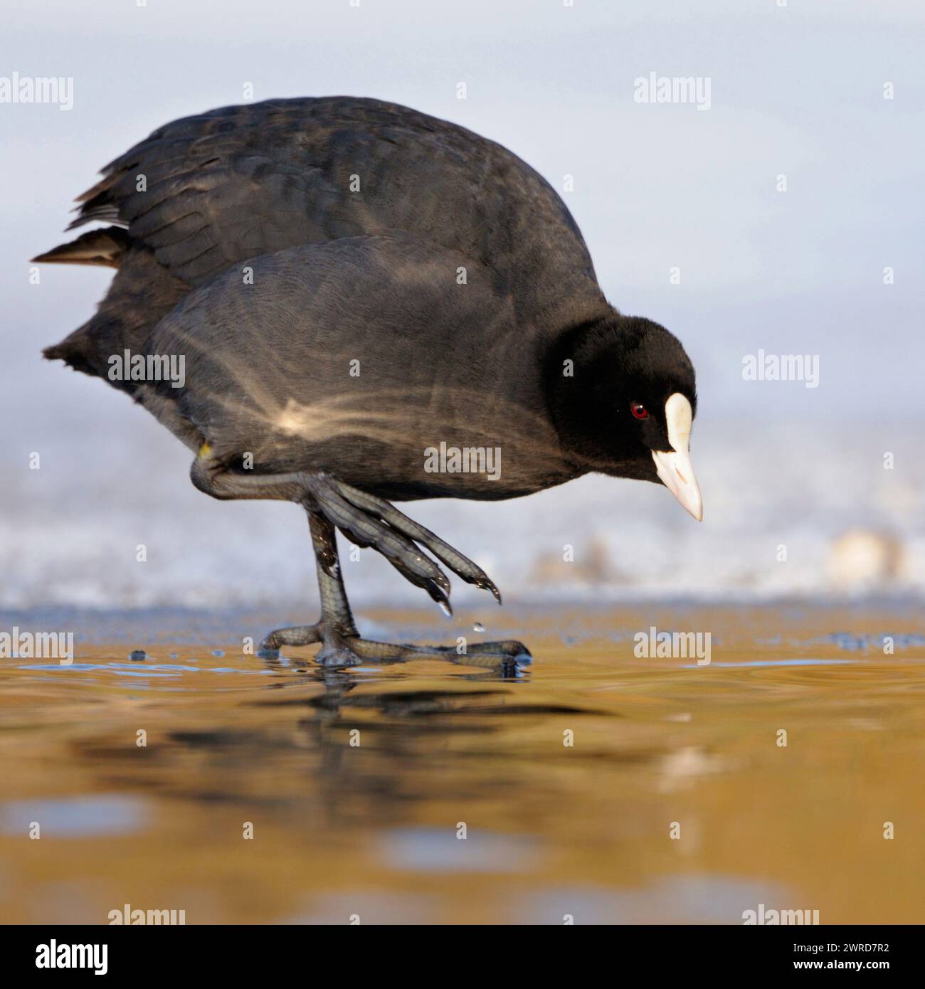 Black Coot / Coot / Eurasian Coot ( Fulica atra ) steht im perfekten Licht auf dem Eisrand, überprüft sorgfältig die Wassertemperatur, sieht lustig aus, Tierwelt Stockfoto