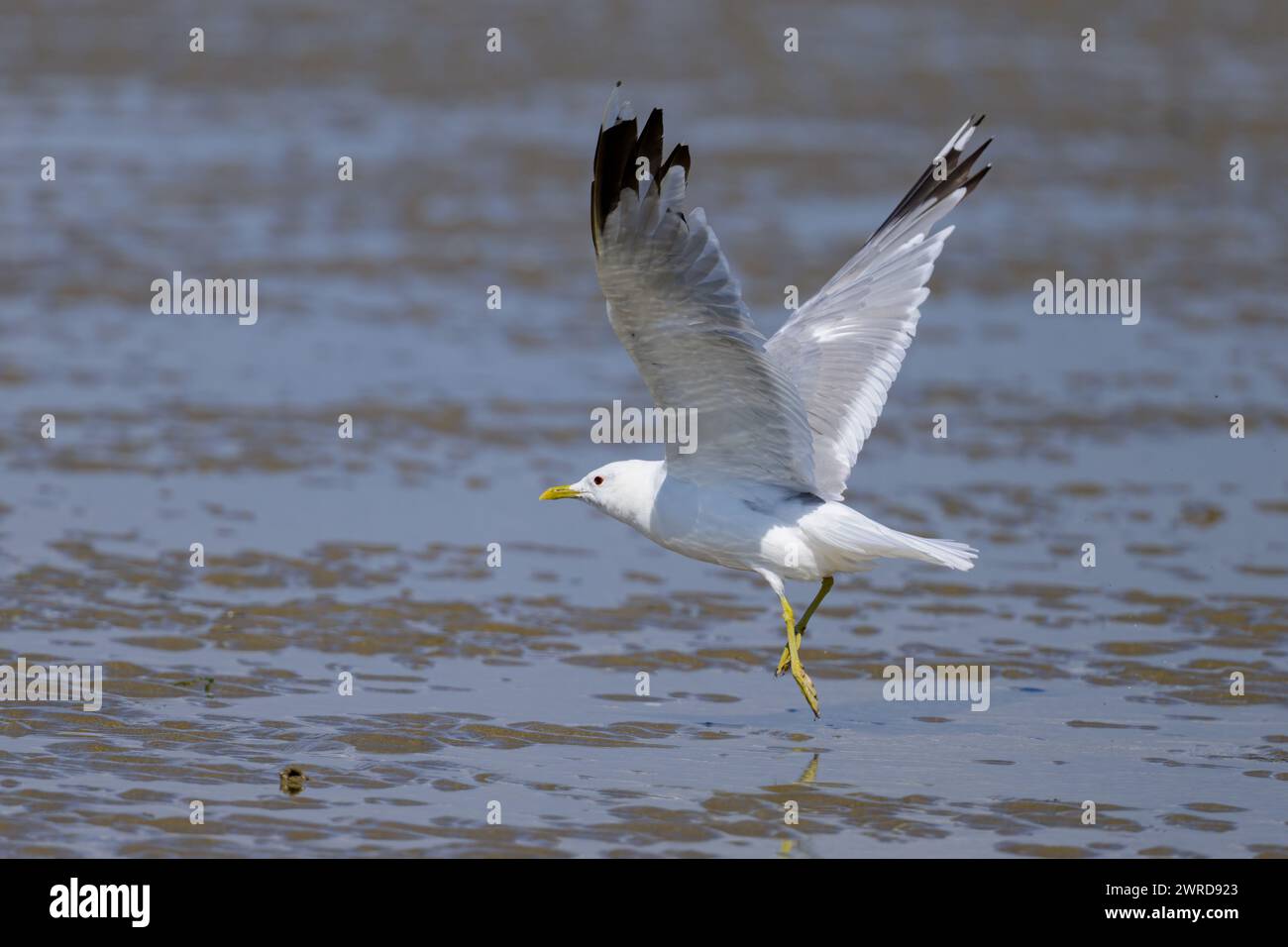 Eine Möwe an einem Strand in Nordfrankreich an einem sonnigen Sommertag Stockfoto