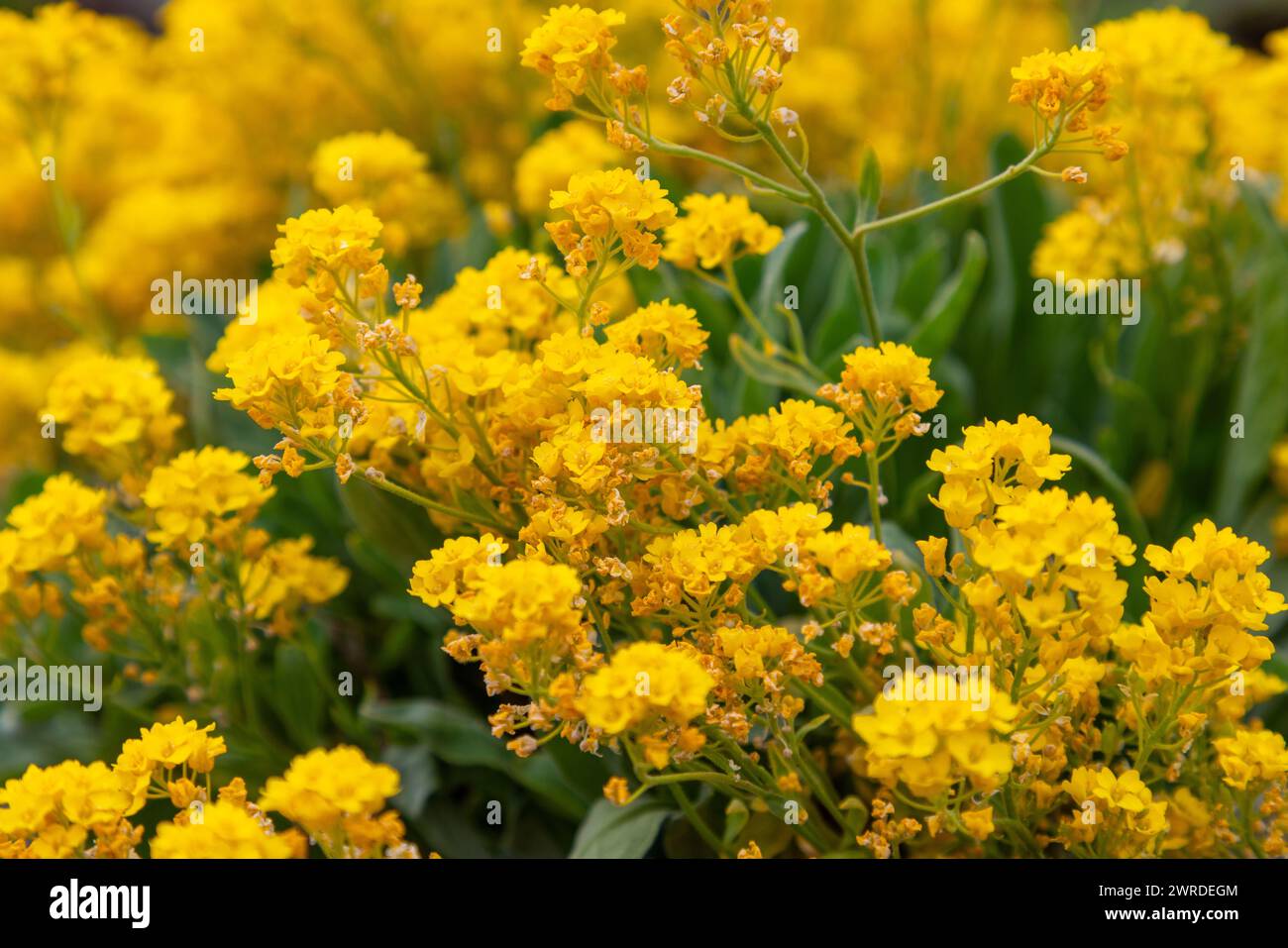 Die reichen, gelben Blütenstände von Alyssum (Aurinia) werden in dieser Nahaufnahme in atemberaubendem Detail hervorgehoben und bieten einen strukturreichen und farbenfrohen Rücken Stockfoto