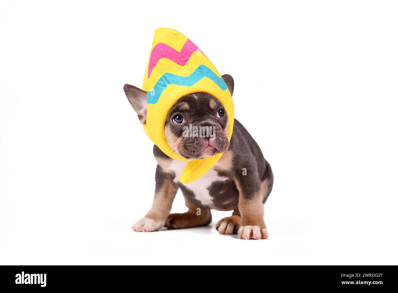 Lustiger französischer Bulldog Hund Welpe trägt Osterei Kostümhut auf weißem Hintergrund Stockfoto