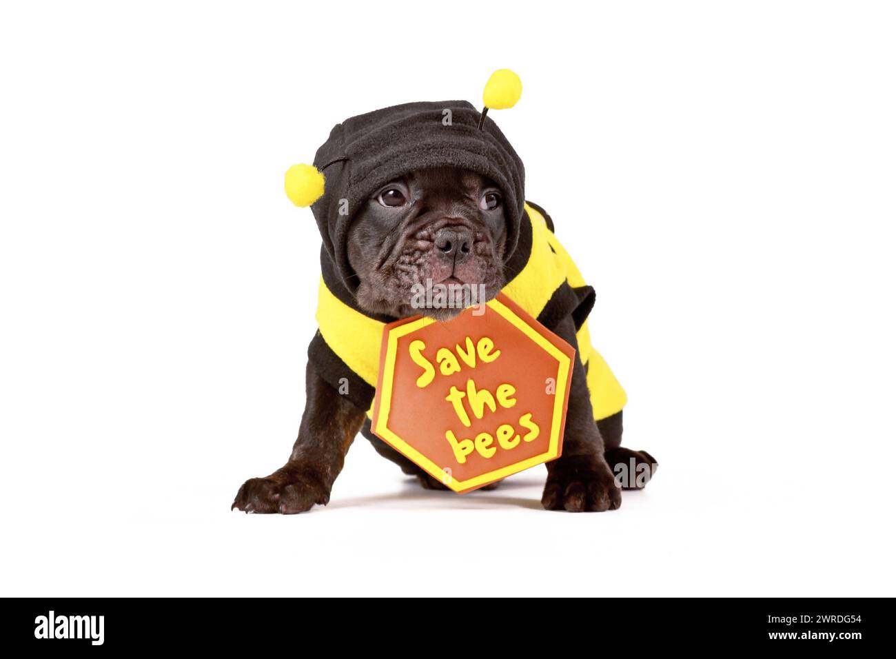 Französischer Bulldog Hündchen verkleidet mit Bienenkostüm und „Save the Bees“-Schild auf weißem Hintergrund Stockfoto