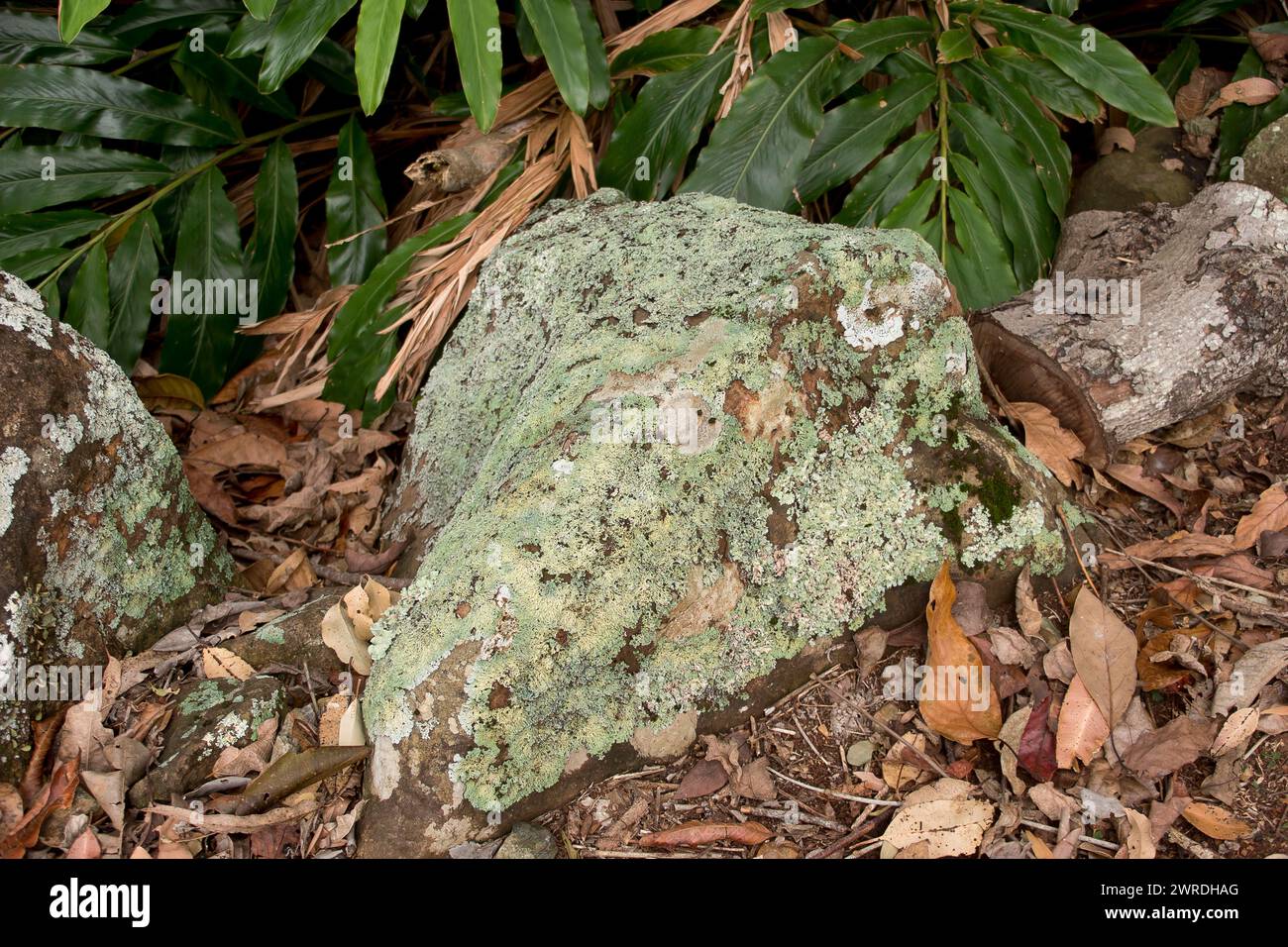 Basaltblöcke auf dem Boden des subtropischen Regenwaldes in Queensland, Australien. Felsen, die fast vollständig mit blassgrünen und weißen Flechten bedeckt sind. Stockfoto