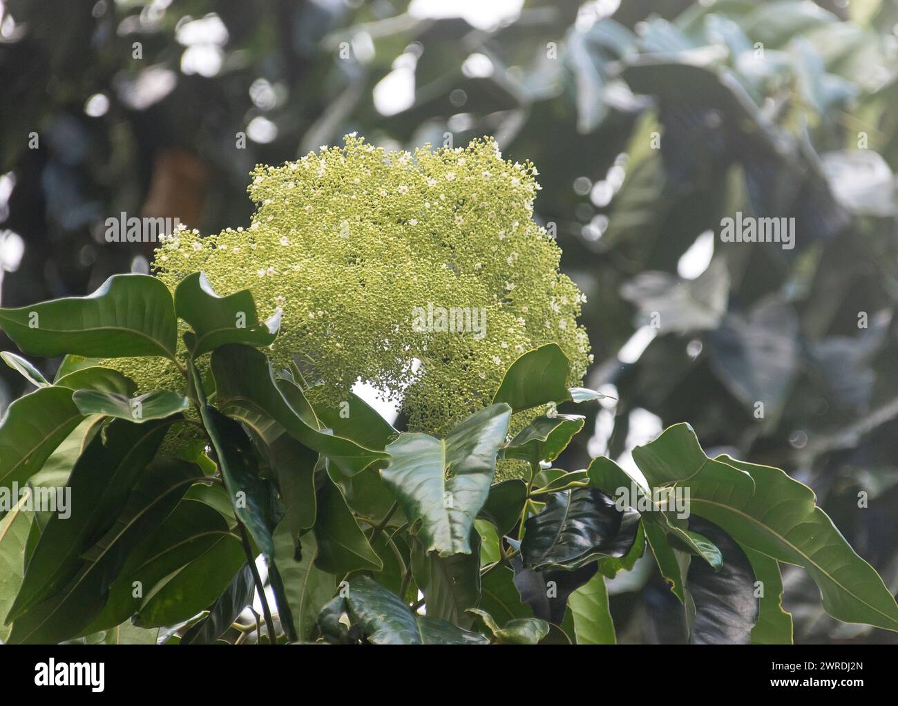 Blumenstrauß von Australian Brown Kurrajong, Commersonia bartramia, Weihnachtsbaum des armen Mannes. Kleine cremefarbene Blüten beginnen sich zu öffnen. Queensland Forest Stockfoto
