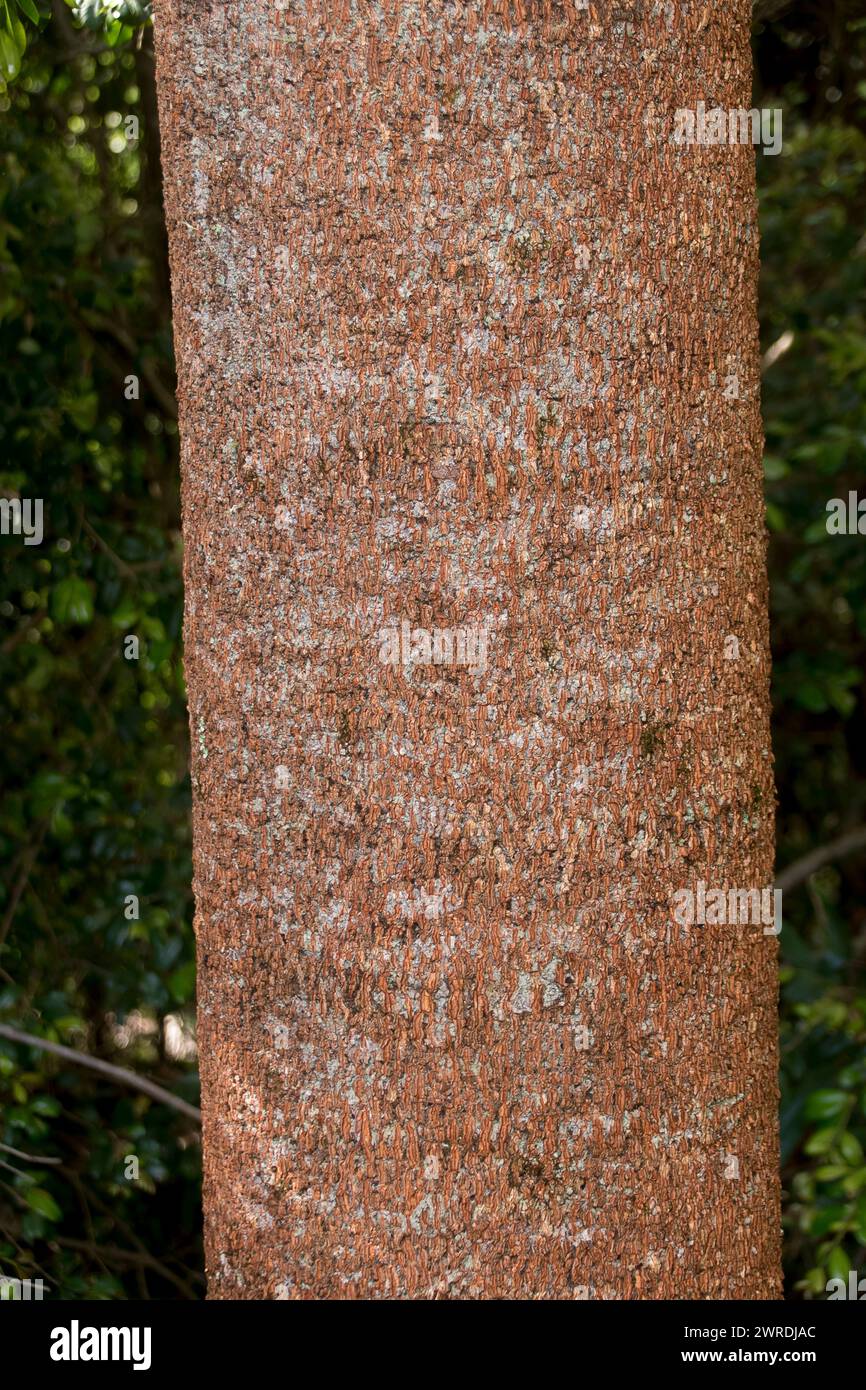 Nahaufnahme des Stammes des Australian Brown Kurrajong Baumes, Commersonia bartramia, im subtropischen Regenwald, Queensland. Kopierraum, Hintergrund. Gleichmäßige Textur. Stockfoto