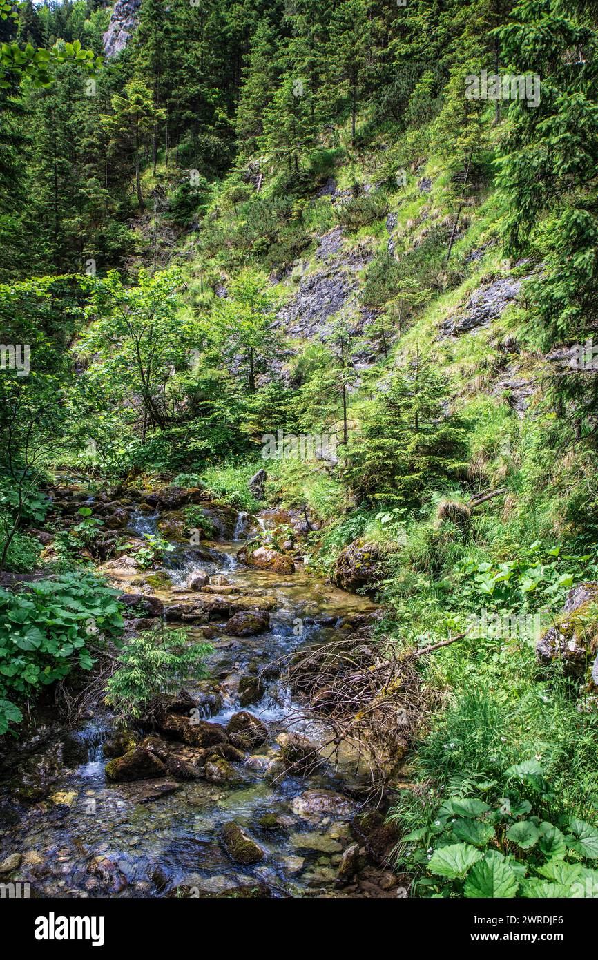 Bach fließt von hohen Bergen in der polnischen Tatra herunter Stockfoto