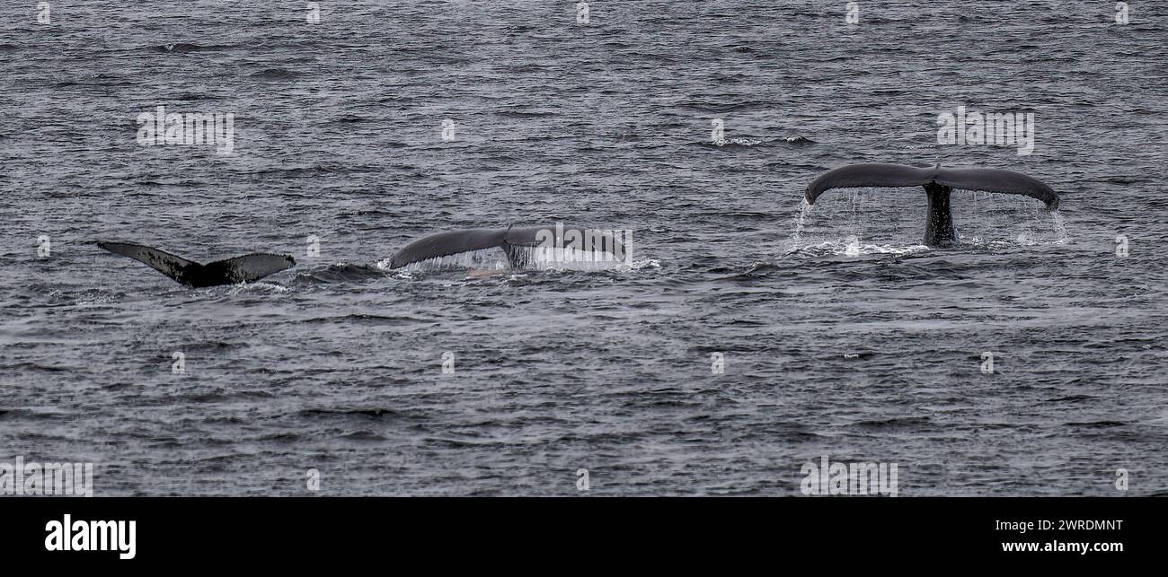 Whale Buckel (Megaptera novaeangliae), drei Tauchgänge, mit Schwanzflossen, Orne Harbour, Gerlache Strait, Antarktische Halbinsel, Januar 2024 Stockfoto