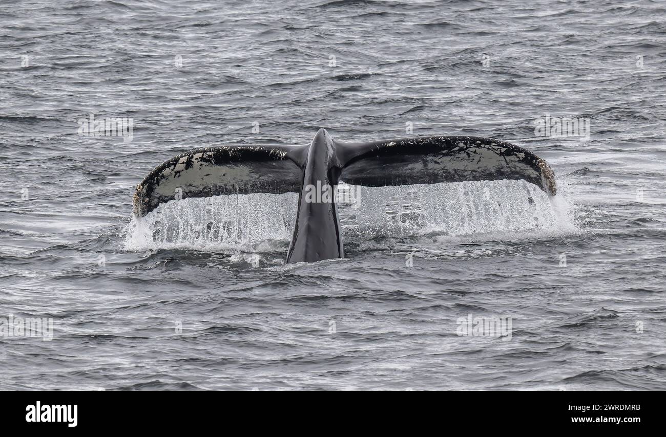 Whale Buckel (Megaptera novaeangliae), Orne Harbour, Gerlache Strait, Antarktische Halbinsel, Januar 2024 Stockfoto