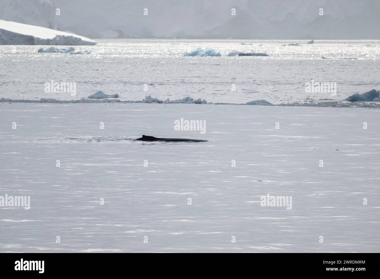 Whale Buckel (Megaptera novaeangliae) vor Anvers Island, Antarktische Halbinsel, Januar 2024 Stockfoto